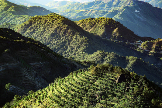 Phoenix Mountain Oolong Tea Region Analysis - Guangdong's Tea Crown Jewel