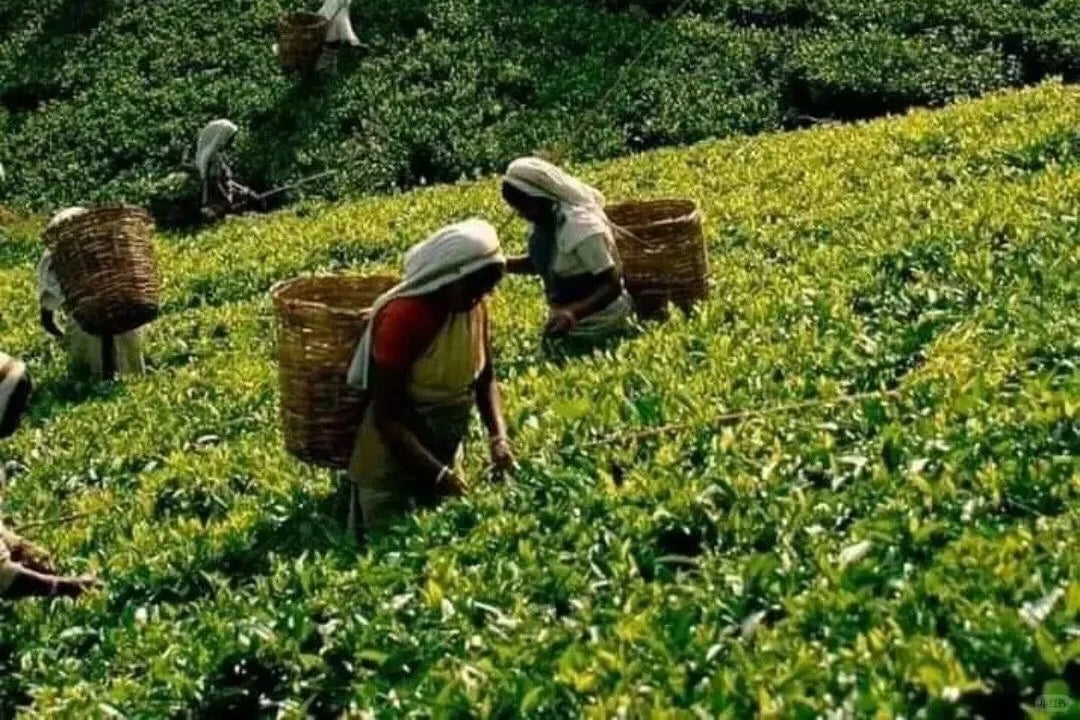 Chinese Tea Culture: A UNESCO-Certified Living Heritage