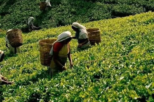 Chinese Tea Culture: A UNESCO-Certified Living Heritage