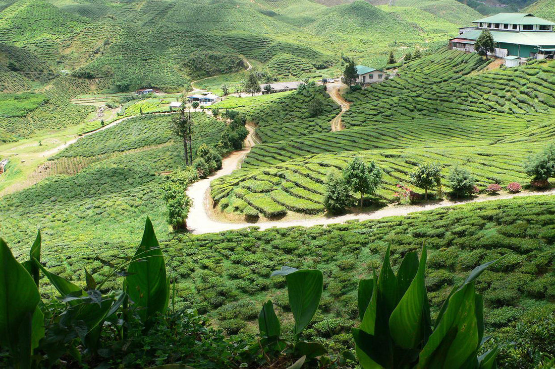 Yunnan’s Fengqing County: Renowned Heartland of Dianhong Black Tea