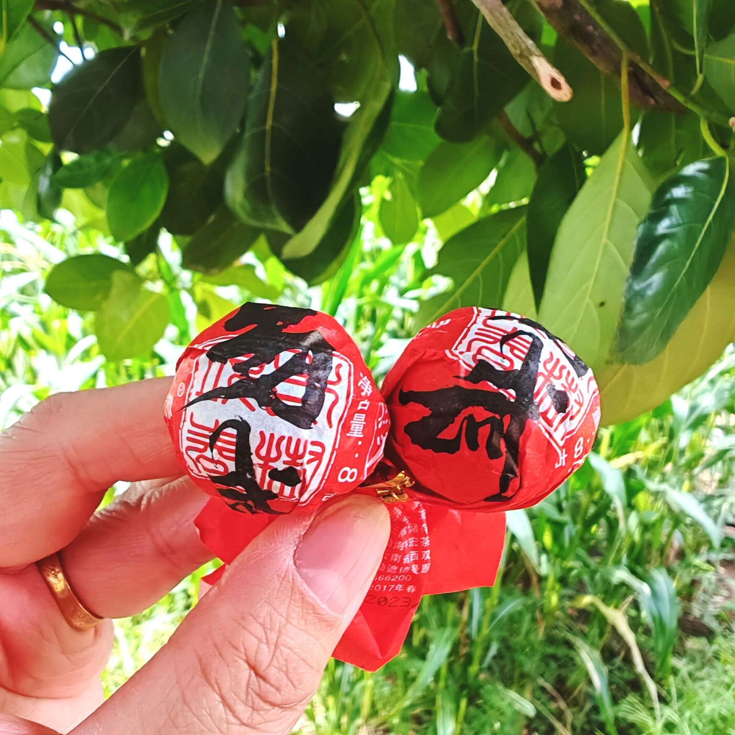 Yunnan "Dragon Pearl" Pu'er Tea Collection - 9-Variety Sampler - The Ultimate Tea Exploration Experience