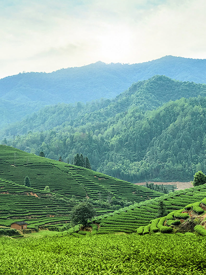 Classic Yunnan Black Tea (250g)