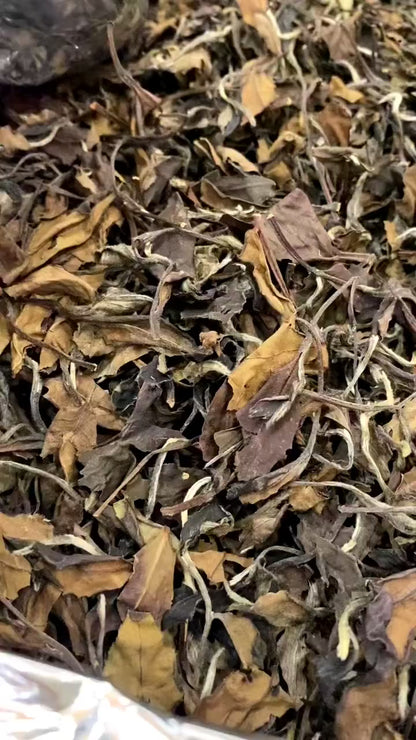 2011-2013 Wild Arbor Aged Tea - Fuding Kung-Mee White Tea 500g Loose Leaf ﻿